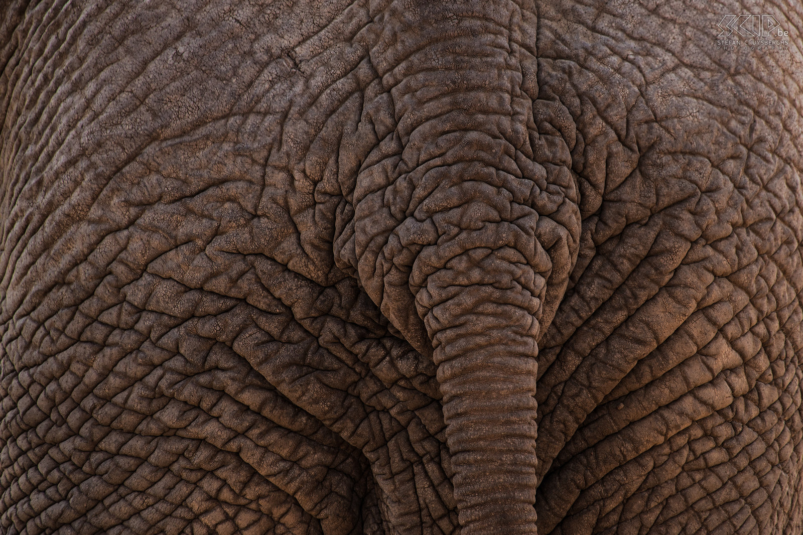 Samburu - Olifantenhuid Close-up van de olifantenhuid en staart. Stefan Cruysberghs